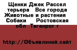 Щенки Джек Рассел терьера - Все города Животные и растения » Собаки   . Ростовская обл.,Таганрог г.